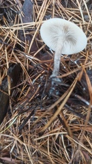 Clitocybe fragrans