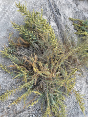 Salsola papillosa