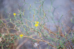 Launaea arborescens