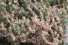 Salsola oppositifolia