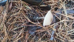 Clitocybe fragrans
