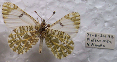 Euchloe creusa