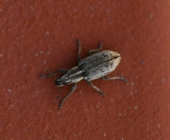 Sitona discoideus