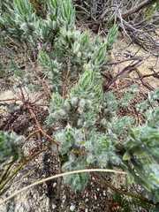 Xiphotheca lanceolata