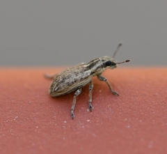 Sitona discoideus