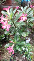 Adenium