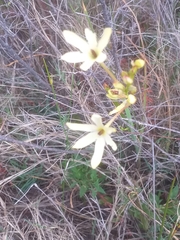 Ixia paniculata