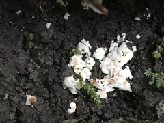 Steccherinum ochraceum