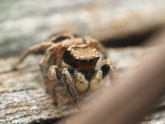 Habronattus borealis