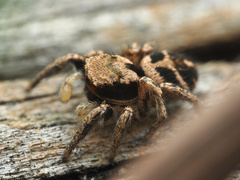 Habronattus borealis