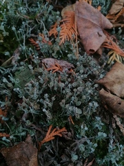 Cladonia verticillata
