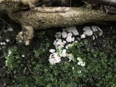 Steccherinum ochraceum