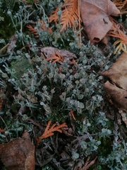 Cladonia verticillata