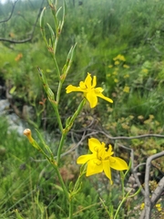 Moraea ramosissima