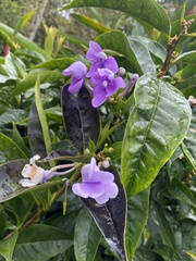 Brunfelsia
