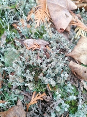 Cladonia verticillata