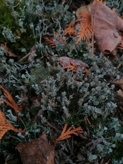 Cladonia verticillata