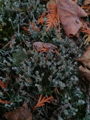 Cladonia verticillata