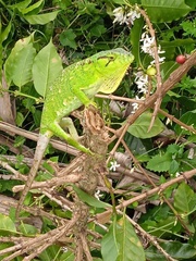 Polychrus marmoratus