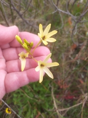 Ixia paniculata