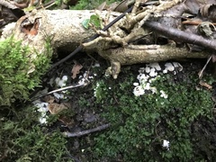 Steccherinum ochraceum