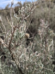 Rhopalomyia obovata