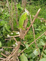 Polychrus marmoratus