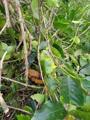 Polychrus marmoratus