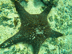 Pentaceraster cumingi