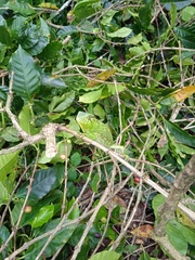 Polychrus marmoratus