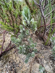 Xiphotheca lanceolata