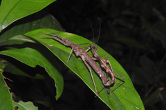 Neohirasea hongkongensis
