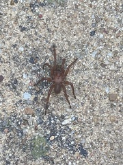 Myrmekiaphila comstocki