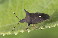 Proxys albopunctulatus