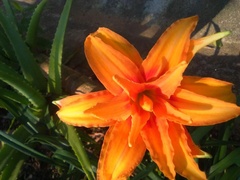 Hemerocallis
