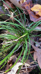 Carex pedunculata