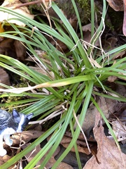 Carex pedunculata