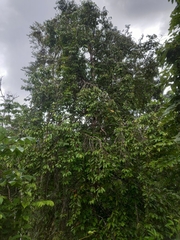 Minquartia guianensis