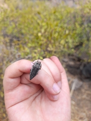 Ectinogonia buquetii