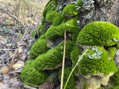 Dicranum montanum