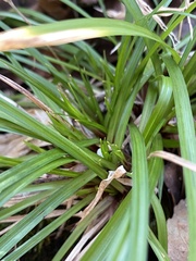 Carex pedunculata