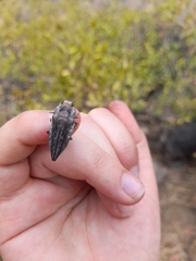 Ectinogonia buquetii