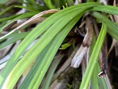 Carex pedunculata