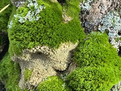 Dicranum montanum