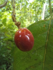 Minquartia guianensis