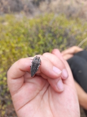 Ectinogonia buquetii