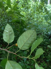 Minquartia guianensis