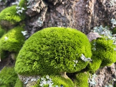 Dicranum montanum