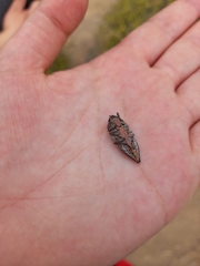 Ectinogonia buquetii