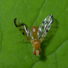Acidia cognata